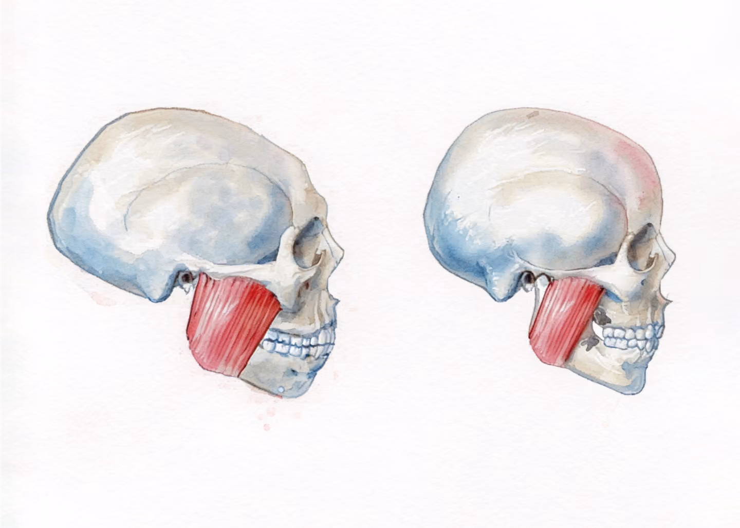 Comparison illustration of early human and modern jaw arches.