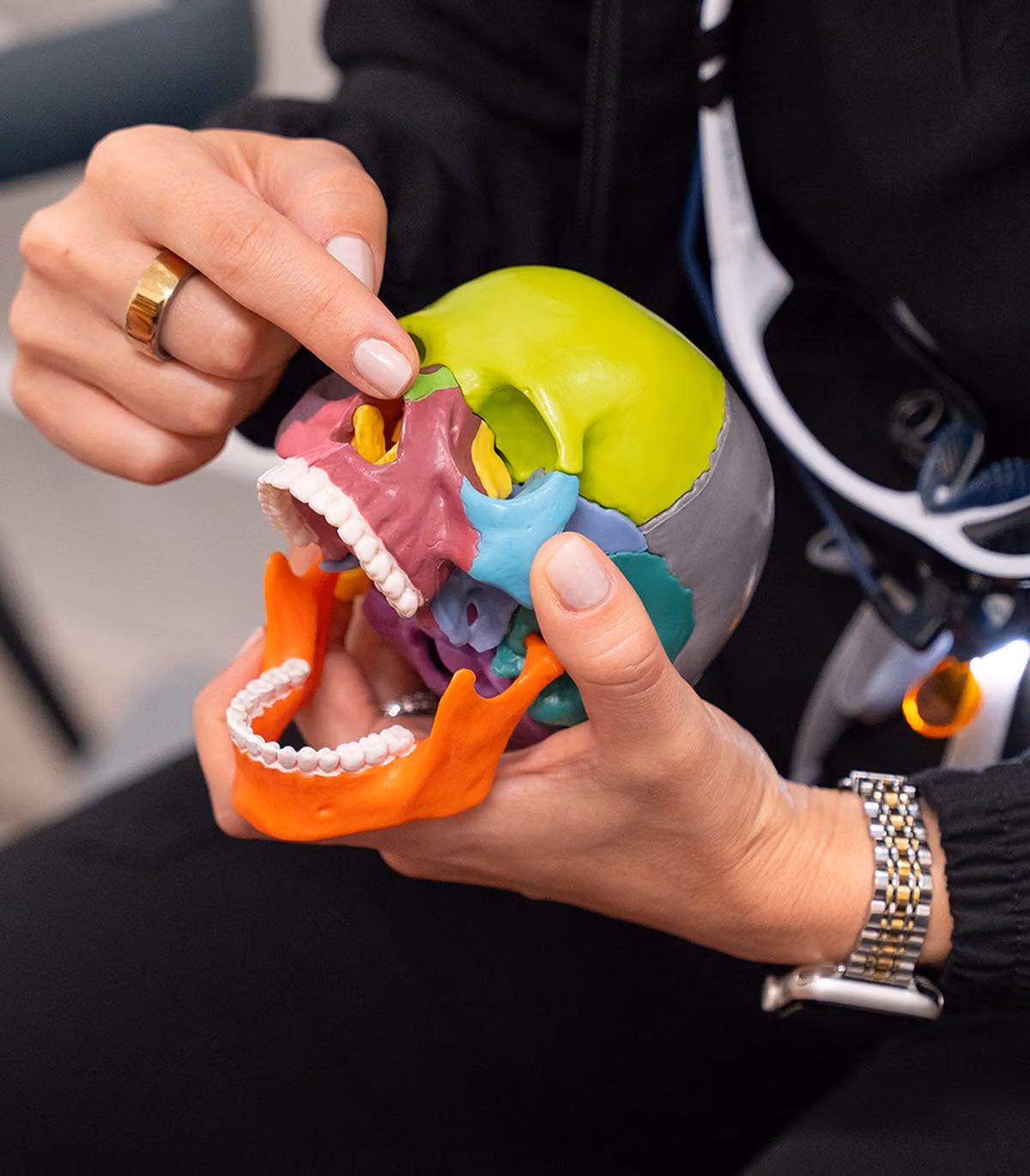 A dentist points out airway anatomy on a colorful skull model