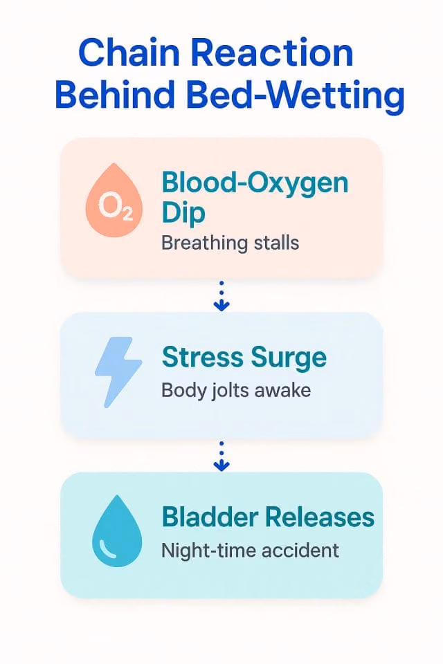 How Disrupted Breathing Triggers Bedwetting

1: Oxygen Drop
Breathing pauses or slows during sleep

2: Stress Response
Body enters fight-or-flight mode to protect vital organs

3: Bladder Lets Go
Urine is released as control systems shut down