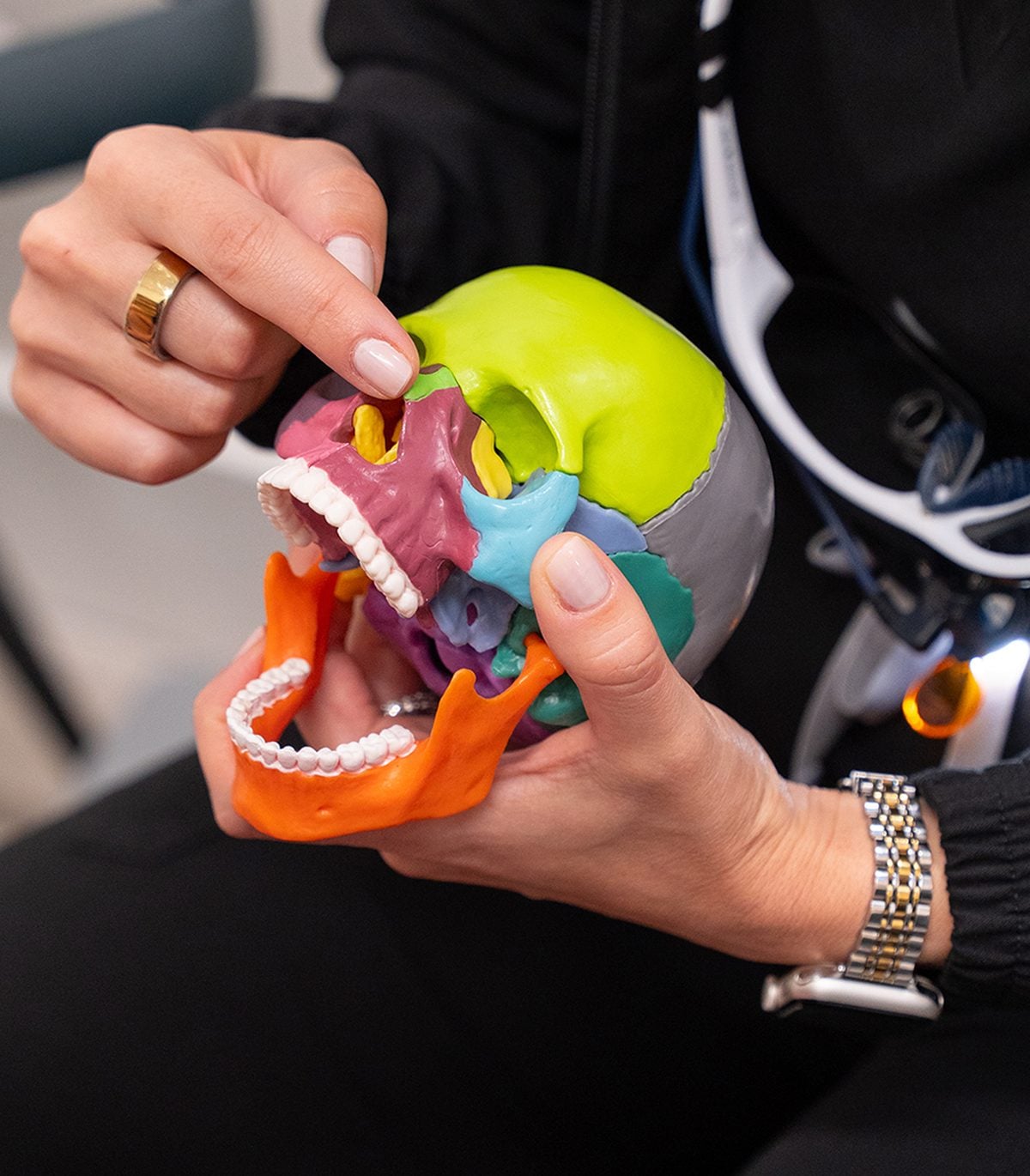 A dentist points out airway anatomy on a colorful skull model